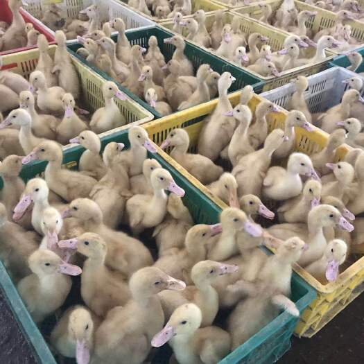 昆明桂柳鸭苗 白鸭直销
