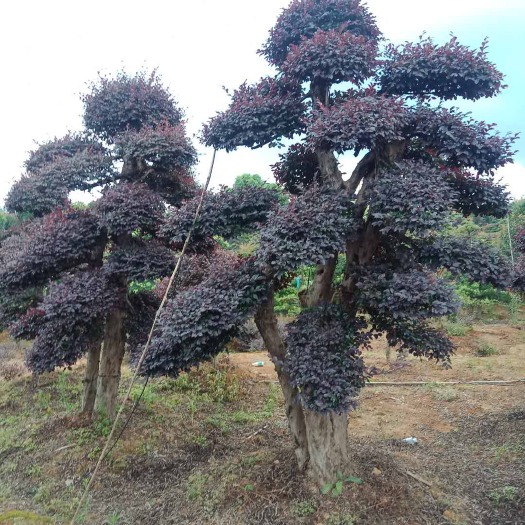 奉新县单面红 造型红花檵木，红花檵木球，红花檵木基地