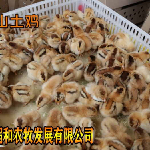 昆明 灵山土鸡