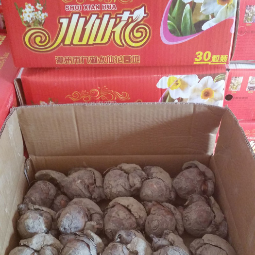 漳州漳州水仙花批发 自产自销 规格齐全 多花枝 单瓣 当年开花