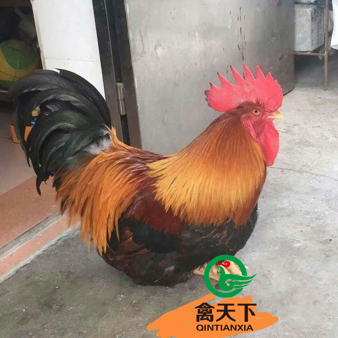 快大黄鸡苗  禽天下快大型麻鸡苗 麻七公苗 快大型老麻六