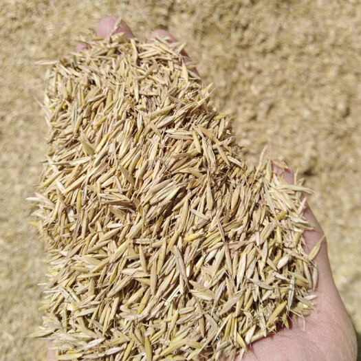 隆德县披碱草种子耐旱耐盐碱牧草种籽抗风沙抗寒草坪种子 量大优惠