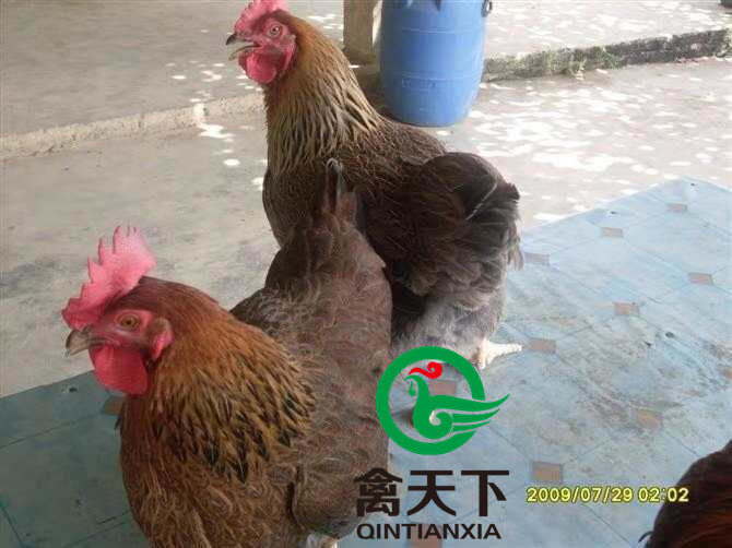快大黄鸡苗  禽天下快大型麻鸡苗 麻七公苗 快大型老麻六