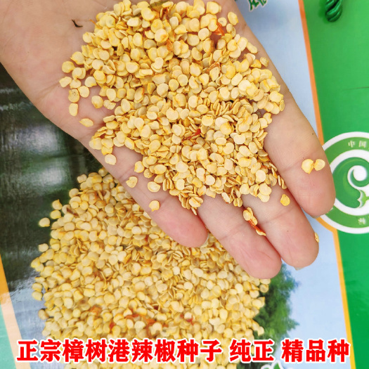 湘阴县 正宗樟树港辣椒种子 优质纯正精品辣椒籽 樟树港辣椒种子