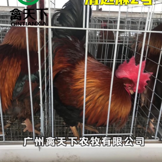 广州清远麻鸡苗 禽天下麻羽土鸡公苗2号 包做疫苗包路损全国发货