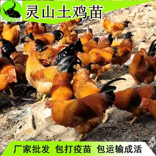三江县 正宗广西土鸡苗批发包邮  提供技术指导