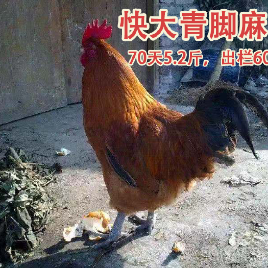 广州 快大青脚麻鸡    各种鸡苗均有