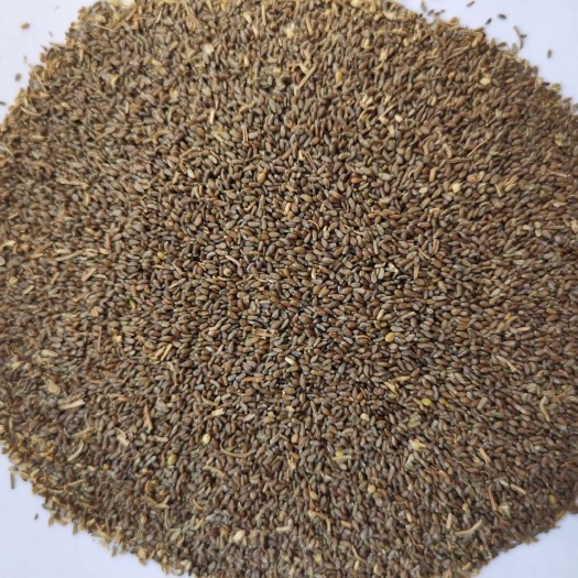 隆德县白蒿种子 沙蒿籽沙蒿子沙蒿种子固沙牧草种籽 量大优惠