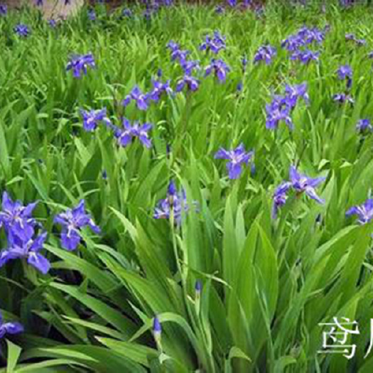 郴州常绿鸢尾花图片 蓝色鸢尾草价 园林绿化用的花卉苗木 基地批发