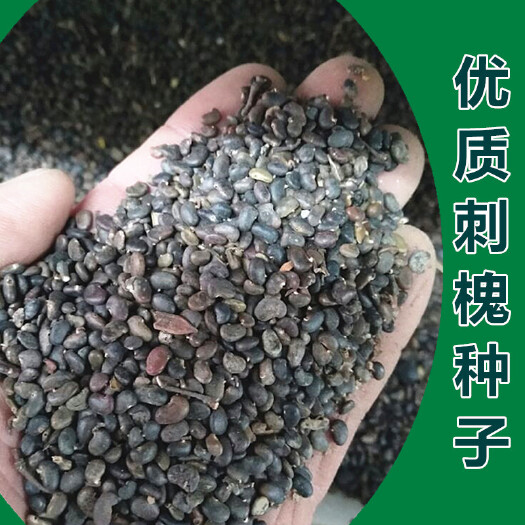 沭阳县 刺槐种子护坡绿化新种子包邮