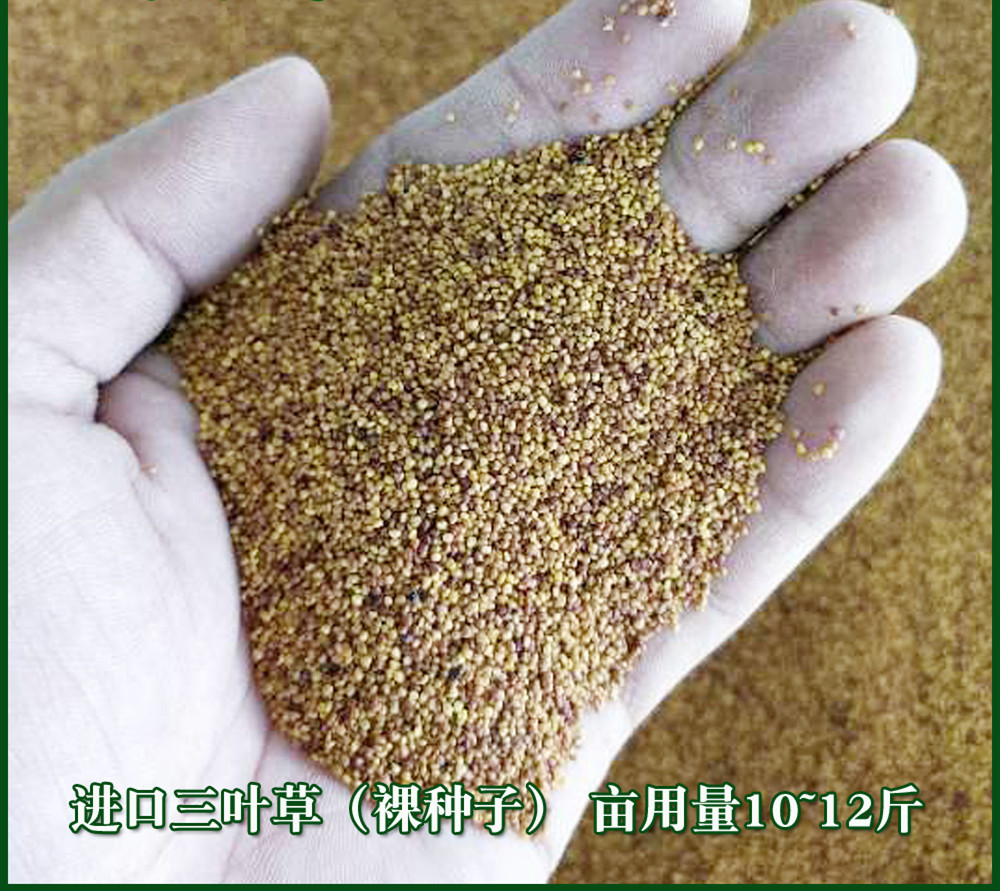 沭阳县 红车轴草种子红三叶草种子新种子包邮