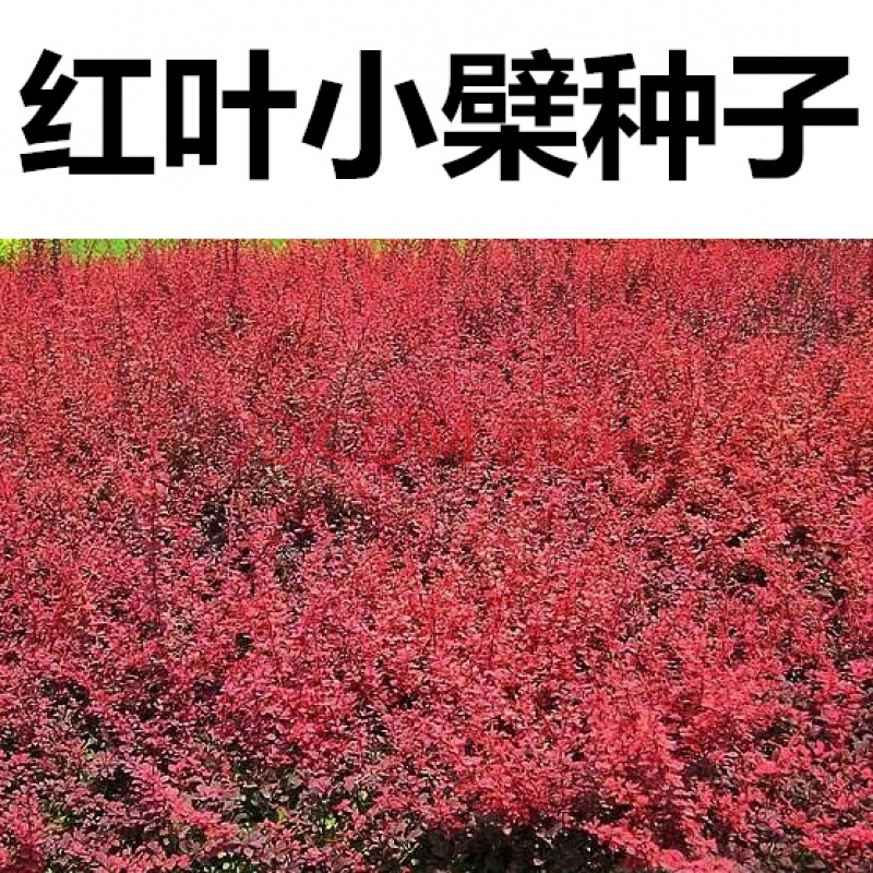 沭阳县紫叶小檗种子 红叶小檗种子 红叶小蘗种子包邮