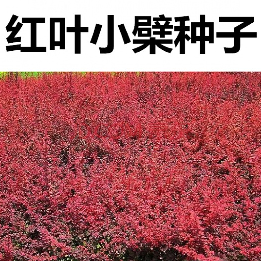 紫叶小檗种子 红叶小檗种子 红叶小蘗种子包邮