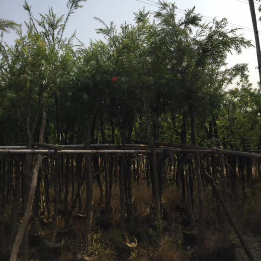 普宁市 广东5公分红千层袋苗价格80元数量5000棵