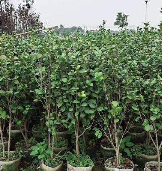 中山市 基地直销 茶花 山茶 耐茶 洋茶 园林道路市政工程绿化用苗