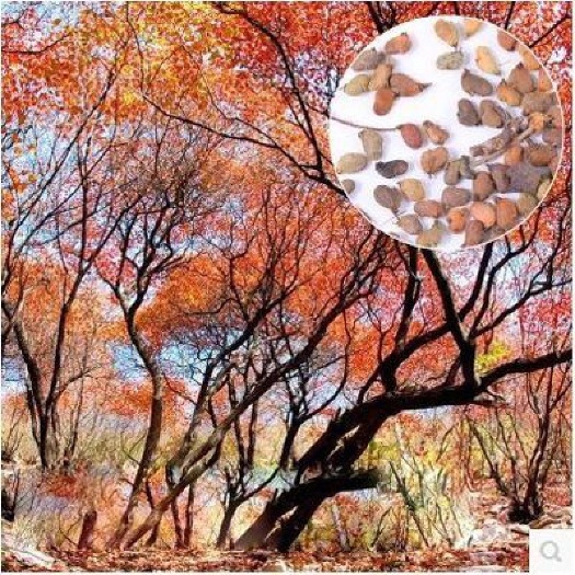  黄栌种子 黄栌树种子新种包邮红叶种子包邮