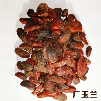 沭阳县 玉兰种子玉兰新种子紫玉兰种子白玉兰种子广玉兰种子
