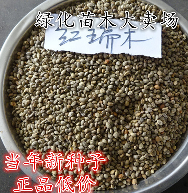 沭阳县 红瑞木种子新种子包邮