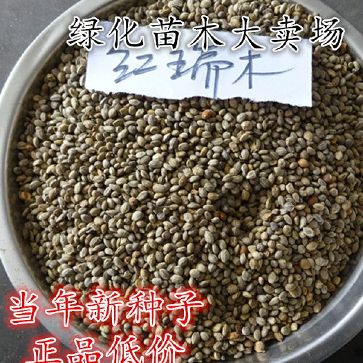  红瑞木种子新种子包邮
