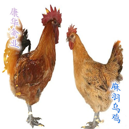 南宁乌骨鸡苗  优质麻羽乌鸡苗，出壳打疫苗，包路损，量大优惠，全国发货！