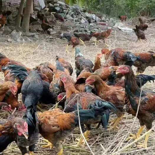 昆明 改良斗鸡苗全国发货厂家直销马立克已打