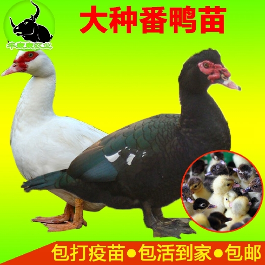 开阳县 贵州鸭苗|旱鸭苗|大种黑番鸭苗批发包邮 包疫苗