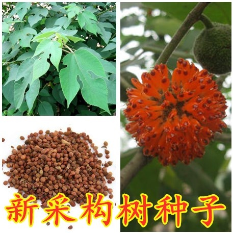构树种子构树新种子构树种子包邮