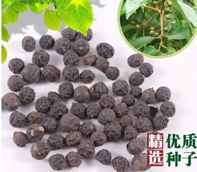 沭阳县 朴树种子朴树种子包邮