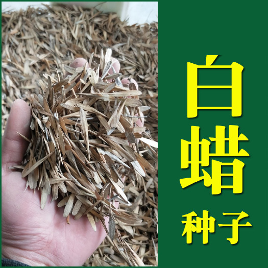  白蜡种子白蜡新种子白蜡种子包邮白蜡种子批发