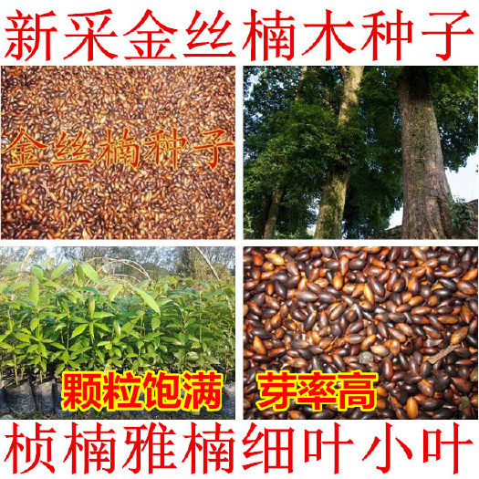 金丝楠木种子金丝楠木新种子包邮