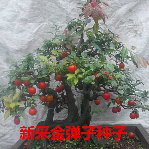  金弹子种子老鸭柿种子血红果种子新种子包邮