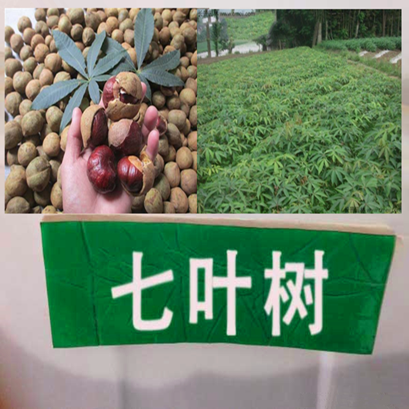 沭阳县 七叶树种子新种子包邮