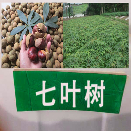  七叶树种子新种子包邮