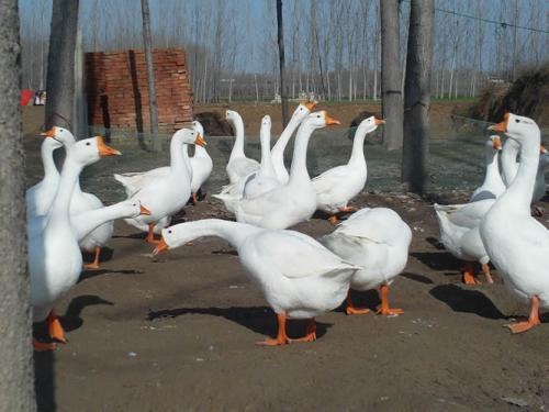 昆明 白沙鹅苗全国发货厂家直销出壳疫苗已打