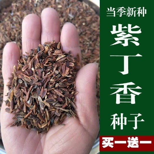  紫丁香种子优质紫丁香种子包邮