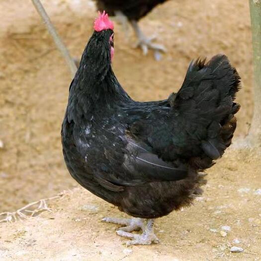 昆明 五黑绿壳蛋鸡苗全国发货厂家直销马立克已打