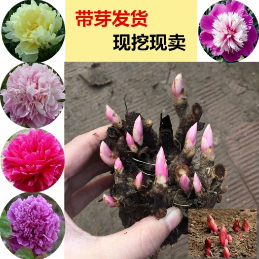 沭阳县 芍药种子盆栽易种花卉种子地载芍药花种子重瓣大花芍药种籽赤芍籽