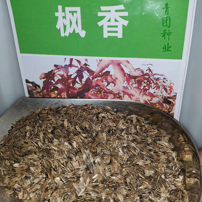  枫香种子枫香新种子包邮