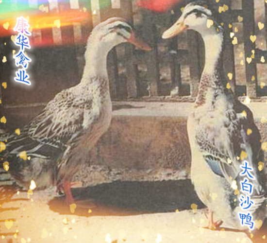 南宁麻鸭苗  大白沙鸭苗，优质大白沙鸭苗，出壳打疫苗，包路损，全国发货!