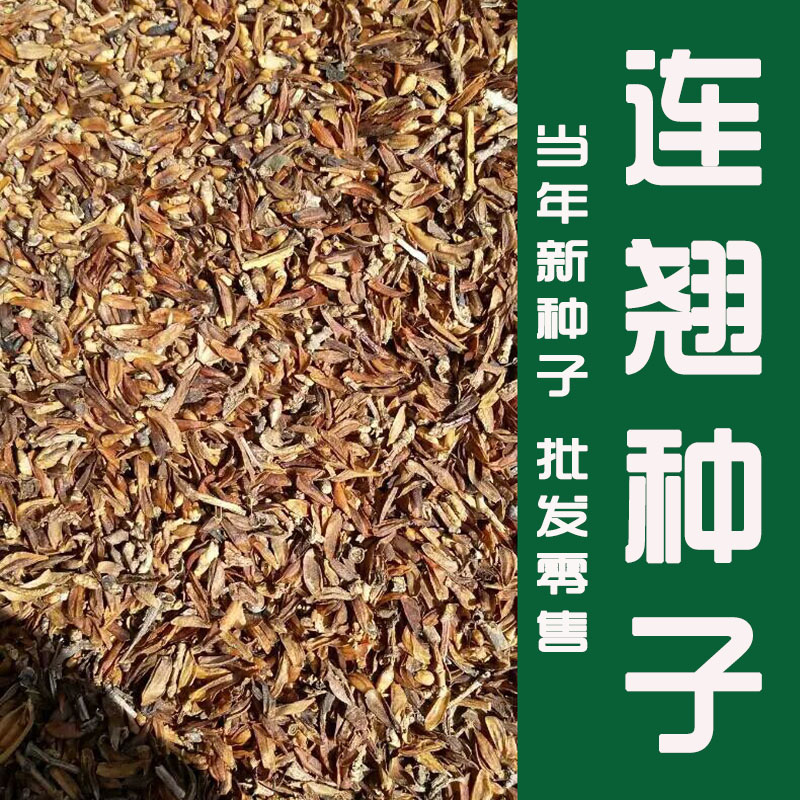 沭阳县 连翘种子 当年产新种子 发芽率高 全程农技师指导