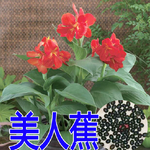  美人蕉种子美人蕉新种子美人蕉种子包邮