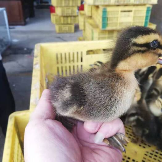 昆明 小种麻公鸭苗全国发货厂家直销出壳疫苗已打