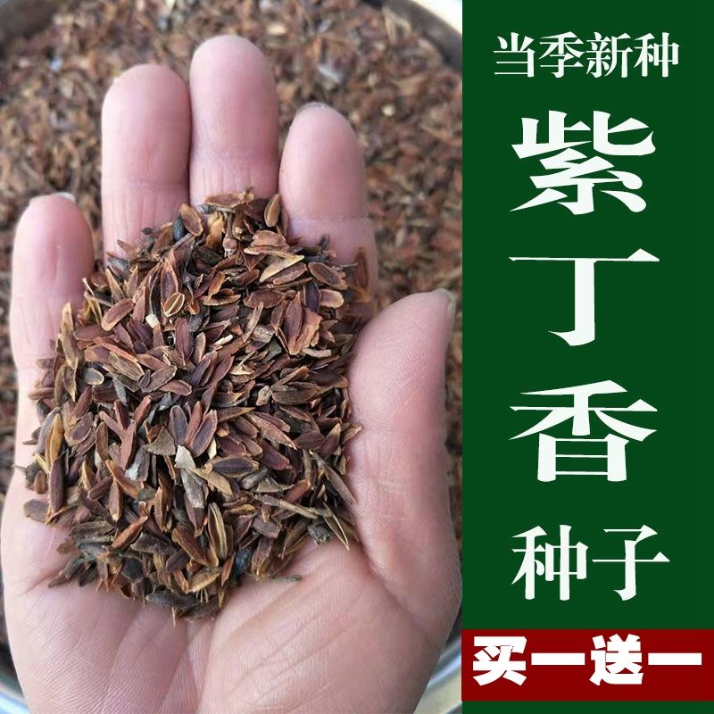  紫丁香种子优质紫丁香种子包邮