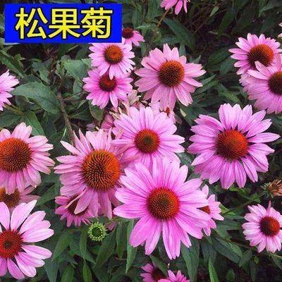 沭阳县 松果菊新种子松果菊种子包邮新采松果菊种子