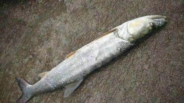 湖州鳡鱼 鱤鱼 鲜活水成品养殖 规格1-2斤 水箱车直送