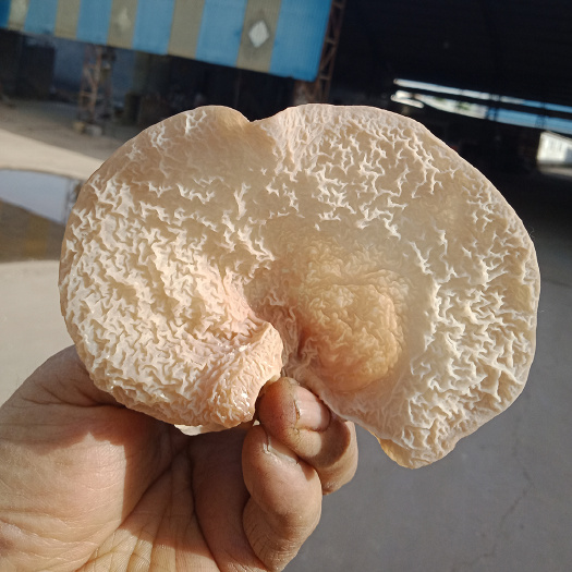 羊肚菌菌种  羊肚耳菌种 沙耳菌种 羊肚耳栽培种 食用菌菌种