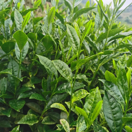 新昌县奶白茶树苗  安吉奶白茶苗 珍珠奶白茶苗 水晶奶白茶苗