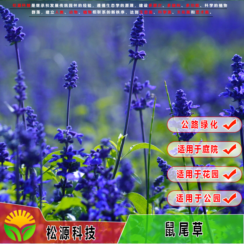 南宁鼠尾草种子 广西花种 多年生草种紫蓝色洋苏草草籽 工程园林花洋苏草种子