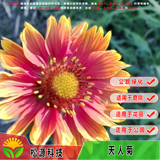 南宁 厂家批发混色天人菊草种 阳台盆栽花卉 四季播天人菊 质量保证