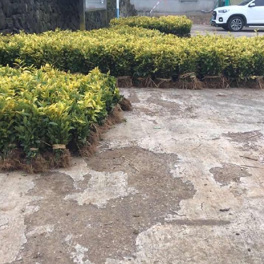新昌县黄金芽茶苗  郁金香茶苗 郁金香茶叶苗 御金香茶苗